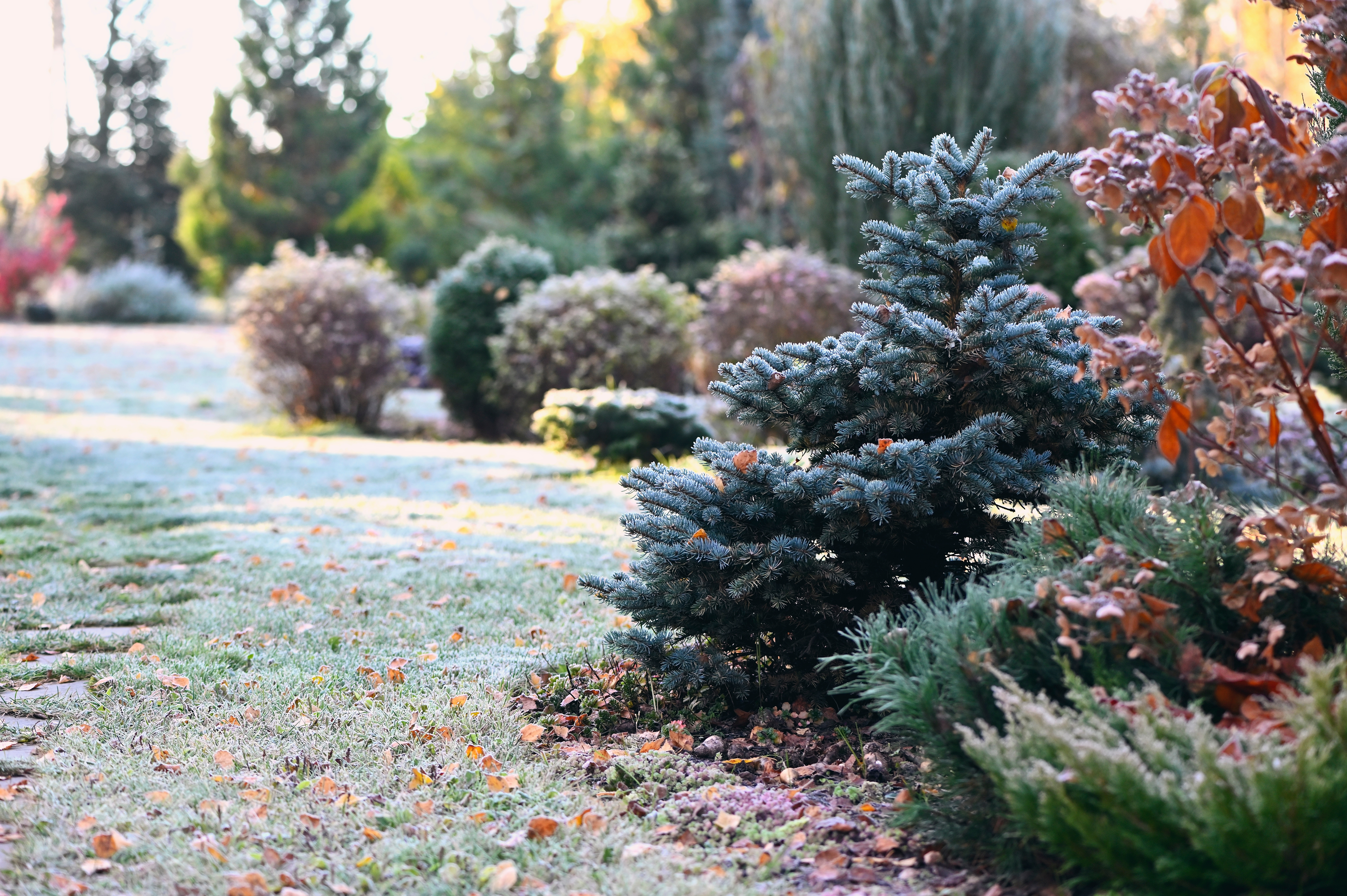 Garden in winter