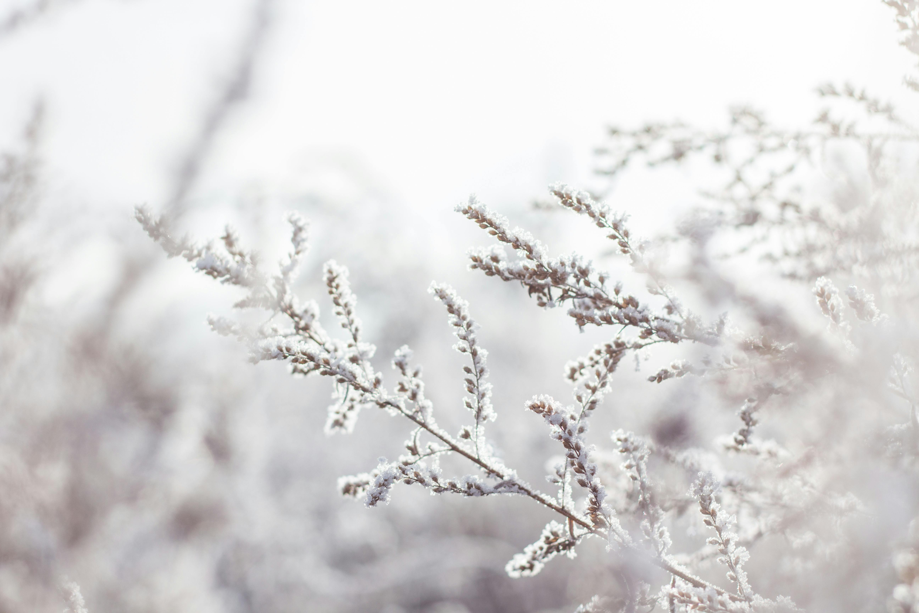 Forest in Winter