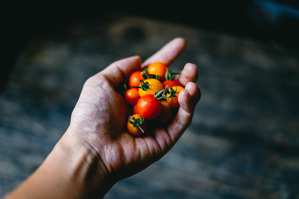 Hand holding cherry tomatoes